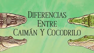 Diferencias entre Caimán y Cocodrilo [upl. by Tabbie]