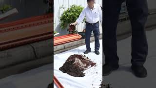 What is in our bonsai soil mix shorts bonsai penjing bonsaiforbeginners soil [upl. by Silvie]