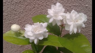 Growing Jasminum sambac  Mogra  Arabian Jasmine [upl. by Diena831]