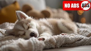 Soothing Calming Relaxing Sleep Music For Puppies ♫ The Best AntiAnxiety Music For Dogs [upl. by Ailalue]