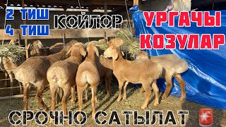 Жаш УРГАЧЫ КОЗУЛАР менен 4 тиш койлор сатылат 👋👍🏻 [upl. by Wye]