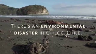 Environmental crisis in Chiloé Chile [upl. by Kakalina]