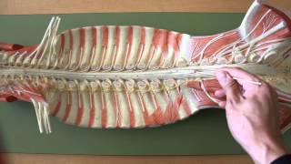 NERVOUS SYSTEM ANATOMY Gross anatomy of spinal cord [upl. by Aradnahc]