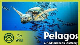 Pelagos a Mediterranean Sanctuary  Go Wild [upl. by Albion797]