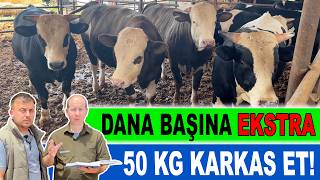 Dana Başına Ekstra 50 Kg Karkas Et [upl. by Annaeed]