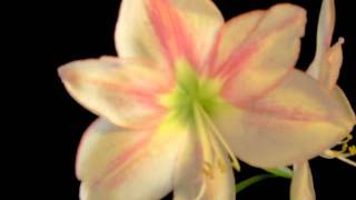 Amaryllis Bulb Hippeastrum San Remo [upl. by Teahan76]