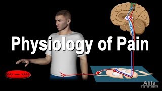 Physiology of Pain Animation [upl. by Nylisoj]