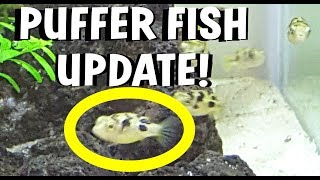 MINI PUFFER FISH UPDATE STILL ALIVE [upl. by Hercule419]