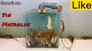 TRAMPA CASERA PARA RATAS O RATONES ✅EFICAZ Y BARATA CAPTURA SIN HACERLAS DAÑO Trap for rats [upl. by Karwan288]