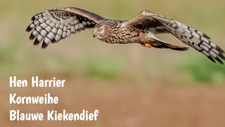 Hen Harrier  Kornweihe  Blauwe Kiekendief [upl. by Moonier]