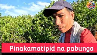 PINAKAMATIPID MENOS NA PARAAN NG PAGPAPABUNGA SA CALAMANSI [upl. by Anees]