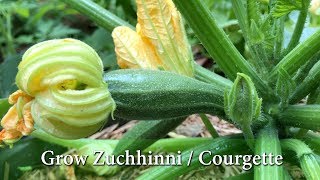 Grow Your Own Courgettes or Zucchinis in Containers [upl. by Sylvanus]