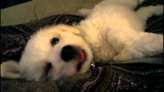 My new cute puppy  Sula  Oct 17 2012  Cute Puppy [upl. by Llacam]