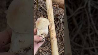 Boletus edulis porcini funghi boletus mushroom nature [upl. by Hambley543]