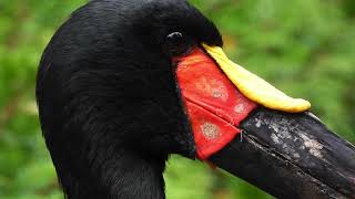 The saddle of the Saddlebilled Stork♂ 4K [upl. by Freda]