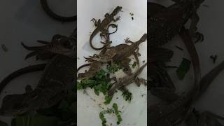 Baby soa layar celebensis soalayar reptiles hewan [upl. by Asilad373]