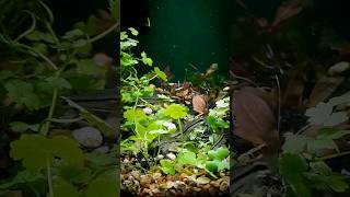 Pygmy Corydoras Spawning [upl. by Tonjes]