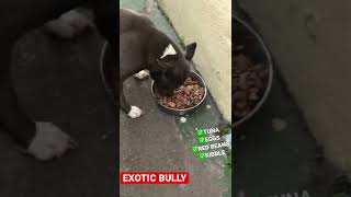 HOW I FEED MY BULLY FOR WEIGHT GAIN RAW DIET [upl. by Avivah]