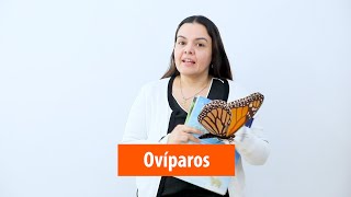 Animales ovíparos vivíparos y ovovivíparos [upl. by Amsirak870]