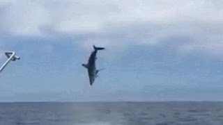 Flying mako shark surprises fishermen off California coast [upl. by Guimond]