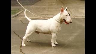 Bull Terrier Breeds [upl. by Ahcsap691]