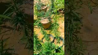 Rosemary Indoor Plant Care amp Growing Guide [upl. by Shurlocke]