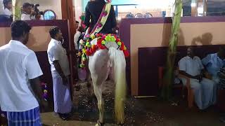 KPS DANCING HORSE MADUKKUR FUNCTION [upl. by Laverne]