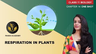 Respiration in Plants class 11 Notes Biology  Full Chapter Discussion  Pankh Academy [upl. by Moss830]