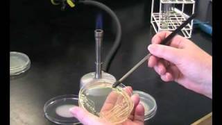 Isolation of bacterial colonies [upl. by Eiznek626]