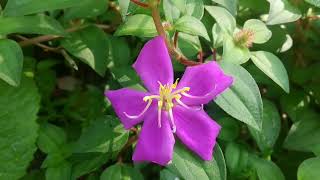 rudraglorybushplant heterotisrotundifoliaspanishshawl pinklady rockrose melastomataceae [upl. by Isadora884]