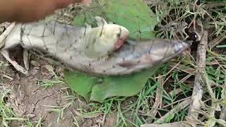 Amazing fishing fish with tool 2024 [upl. by Betsy]