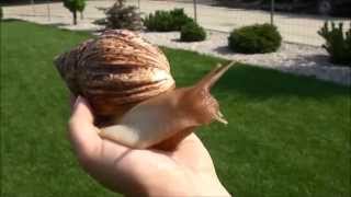 African Snail Achatina reticulata [upl. by Tubb]