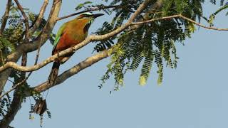 Turquoise browed Motmot [upl. by Wye]