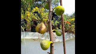 அத்திப்பழம்Fig fruit [upl. by Bibah]