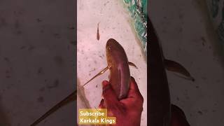 African lungfish catching in india monster aquarium fish Karnataka aquarium fish 🐠 fish shorts [upl. by Leighland]