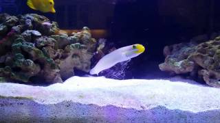 Sleeper golden head goby shifting sand in my 180G reef tank [upl. by Jankey]