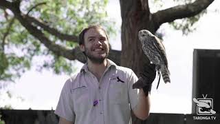 Experience Free Flight Birds at Taronga Zoo Sydney [upl. by Etam]