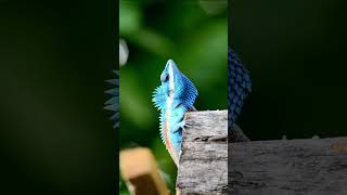 🦎 The Blue Agama Lizard Vibrant Beauty from Africa 🌍  SGK English [upl. by Sirovat]