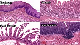 Digestive System Histology  Review and Practice [upl. by Eugor907]