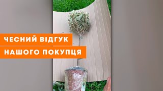 ВІДЕОВІДГУК АГРОМАРКЕТ ОТЗЫВ  Багаторічне оливкове дерево на штамбі  AgroMarketua [upl. by Robbins647]