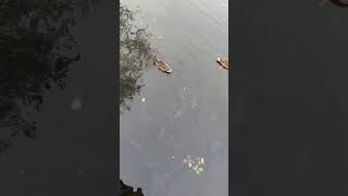 Fische und Enten im Teich [upl. by Cavit]