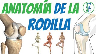 ANATOMIA DE LA RODILLA  Sistema Oseo  Sistema ligamentoso [upl. by Jepum]