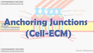 Anchoring junctions CellECM [upl. by Inatsed]