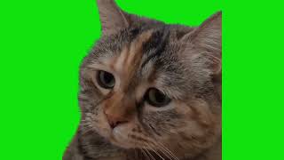 Sad Cat Meowing Meme Green Screen Chroma Key Template [upl. by Adnohsed]