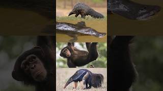 What do a chimp a platypus an anteater and a pangolin have in common [upl. by Hannahc295]