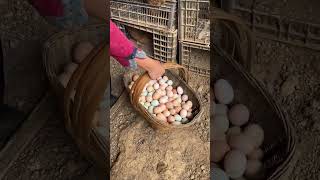 Freerange eggs farming [upl. by Clarinda690]