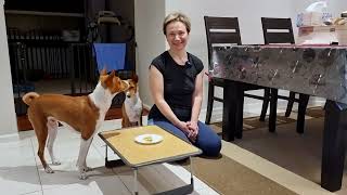 Basenji obedience challenge  will Oringo steal my food [upl. by Dermot]