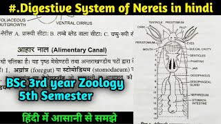 Digestive System of Nereis in hindi  BSc 3rd Year Zoology 5th Semester [upl. by Reinhold]