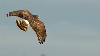 hen harrier female ringtail [upl. by Wrench203]