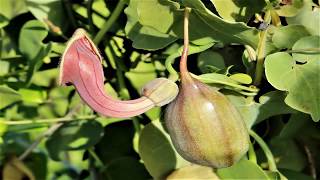 Para Que Sirve La Aristoloquia Bética Propiedades Aristolochia baetica [upl. by Eenej894]